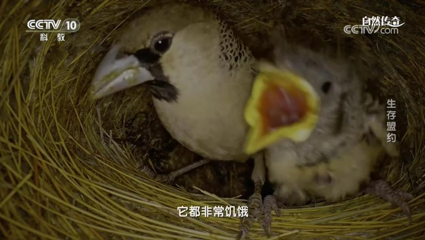 新澳门六开彩开奖结果2025年,敖丙手势舞,决策资料解释落实_纪念版V12.95
